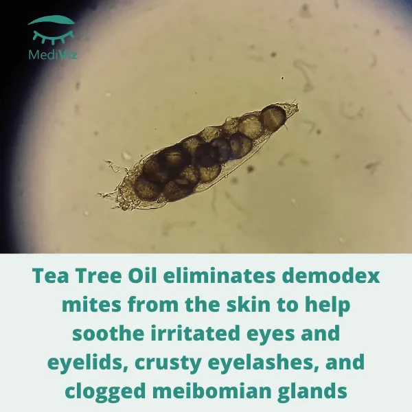 WHOLESALE MediViz Tea Tree Eyelid Wipes
